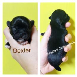 Dexter - Black male Chihuahua puppy in Charlevoix, Michigan from Steadfast Chihuahua’s
