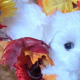 Hope - Maltese puppy from Emerald Maltese