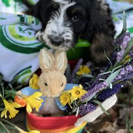 Bernedoodle Puppies from Doodles & Spice