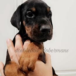 Black Rust male - Black and rust male Doberman Pinscher puppy in Aurora, Indiana from Double-Take Doberman Kennels
