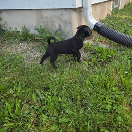 Black male with small white spot on chest - Brindle male Mastiff puppy in Racine, Wisconsin from FrontlineK9 Boarding & Training LLC