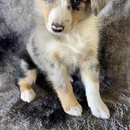 Australian Shepherds and Maremma Sheepdogs from Rebel Aussies/Wild Critter Ranch