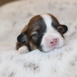 Daisy (fluffy) - Red female Pembroke Welsh Corgi puppy in Goliad, Texas from Rogers’ Fluffy Butt Corgis