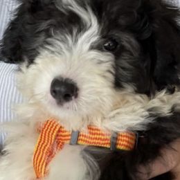 Goldendoodles and Sheepadoodles from Doodles of SW Florida