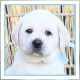 BonBon's Light Blue - Yellow male Labrador Retriever puppy in Pasco, Washington from ROCK CREEK LABRADORS Pasco, WA