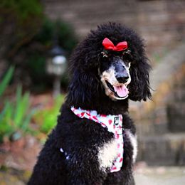 Aussiedoodles, Bernedoodles, and Poodles from Cedar Wood Farms