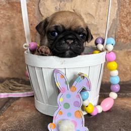 Purple collar - Fawn female Pug puppy in Tucson, Arizona from Furever Friends