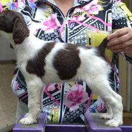 Brittany Puppies from Labyrinth Brittanys