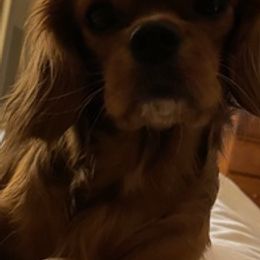Cavalier King Charles Spaniels and Yorkshire Terriers from Bev’s Babies
