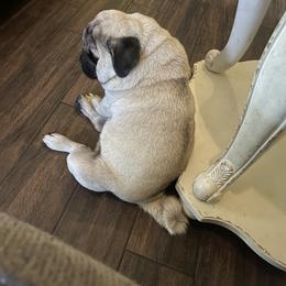 Bulldog and Pug Puppies from Love that bulldog lewter family