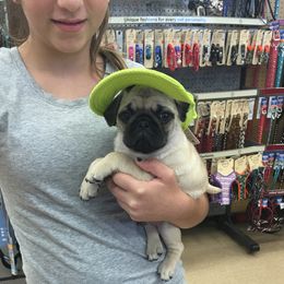 Pug Puppies from House of Briggs Pugs