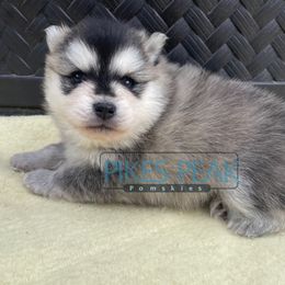 Enid - Gray and white female Pomsky puppy in Littleton, Colorado from Pikes Peak Pomskies