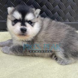 Enid - Gray and white female Pomsky puppy in Littleton, Colorado from Pikes Peak Pomskies