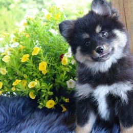 Jazz - Tri-color female Pomsky puppy in Missouri from Husky Hill Kennel