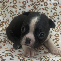 Dan - Black brindle and white male Boston Terrier puppy in Fillmore, Illinois from Wind Hill Puppies