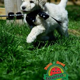 Golden Retriever, Goldendoodle, and Sheepadoodle Puppies from Farmstead 51