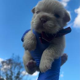 Blue Collar - Cream male French Bulldog puppy in Hodges, South Carolina from Southern Standard Bulldogs