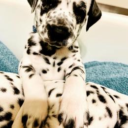 Dalmatian Puppies from Dalmation.Vacation