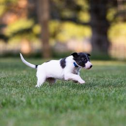 Leia - Brindle female Silken Windhound puppy in Michigan from Regalant Silken Windhounds