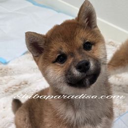 Kiko - Sesame female Shiba Inu puppy in Tualatin, Oregon from Shiba Paradise