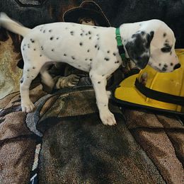 GREEN - White and black Dalmatian puppy in Adamstown, Maryland from Sprinkled with Hearts Dalmatians