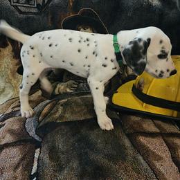 GREEN - White and black Dalmatian puppy in Adamstown, Maryland from Sprinkled with Hearts Dalmatians