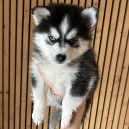 Nova Mini - Black and white female Pomsky puppy in Pasco County, Florida from Pomsky Hills