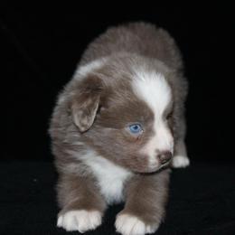 Candy - Dilute red female Australian Shepherd puppy in Colorado Springs, Colorado from Rocky Mountain Aussies