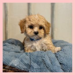 Boy 1 - Ruby male Cavachon puppy in Smoot, Wyoming from Designer Mountain Mutts