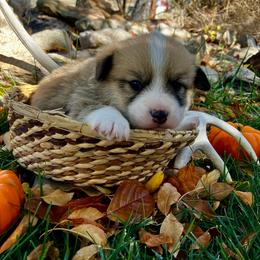 Brownie - Sable male Pembroke Welsh Corgi puppy in Saratoga, Wyoming from Maria's Pembroke Welsh Corgis