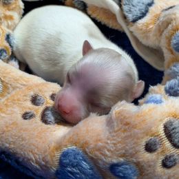 Laurens - Chocolate blue male Chihuahua puppy in Pocatello, Idaho from The Fifth Element Kennel