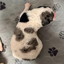Bramble - Parti male Goldendoodle puppy in Macclenny, Florida from Baker County Goldendoodles