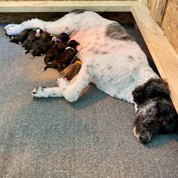 Goldendoodle Puppies from Heartshine Doodles