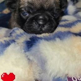 Red Boy - Fawn male Pug puppy in Weirsdale, Florida from Splash of Color Pug's