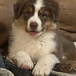 Australian Shepherd puppies from FoxRest Australian Shepherds