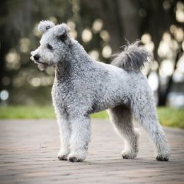 Pumi All Grown Up from Pimasz Kutya Kennel