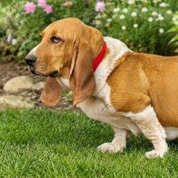 Petunia - Basset Hound