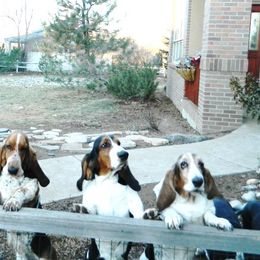Basset Hounds from Bristlecone Basset Hounds
