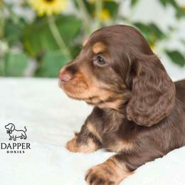 Typhoon - Chocolate and tan male Dachshund puppy in Brooksville, Florida from Dapper Doxies