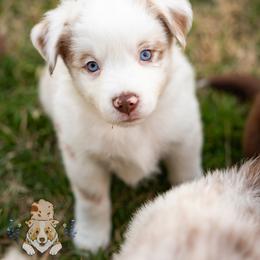 Cider - Red merle male Miniature Australian Shepherd puppy in Hearne, Texas from Wigglebutts Unlimited