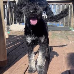 Bernedoodle puppies from Doods & Dolls