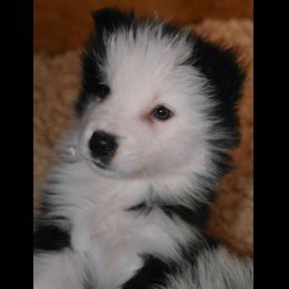 Border Collie Puppies from Cascade Sun Kennels