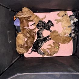 Grinch - Apricot male Aussiedoodle puppy in Riverside, California from Just Loving Doodles