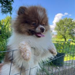 Turkey - Chocolate parti female Pomeranian puppy in Jefferson City, Missouri from MJ’s Pomeranians