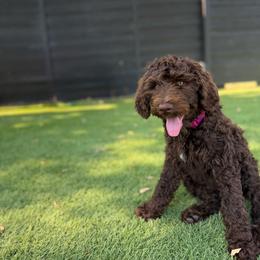 Morel - Orange Collar - Chocolate female Goldendoodle puppy in Garland, Texas from Twilight Doodles