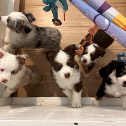 Miniature Australian Shepherd Puppies from All That Auss Mini Aussies