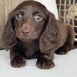 Co Co Puff - Chocolate female Dachshund puppy in Bentonville, Arkansas from Boujee Buns Dachshunds