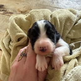 Onyx - Black and white male Border Collie puppy in Barnstead, New Hampshire from ☘️ Clover Leaf’s Border Collies