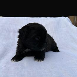 Pupp4 - Black male Shih Tzu puppy in Downey, California from Cali shih tzu