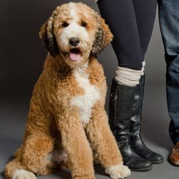 Bernedoodle and Labradoodle All Grown Up from Linder Labradoodles